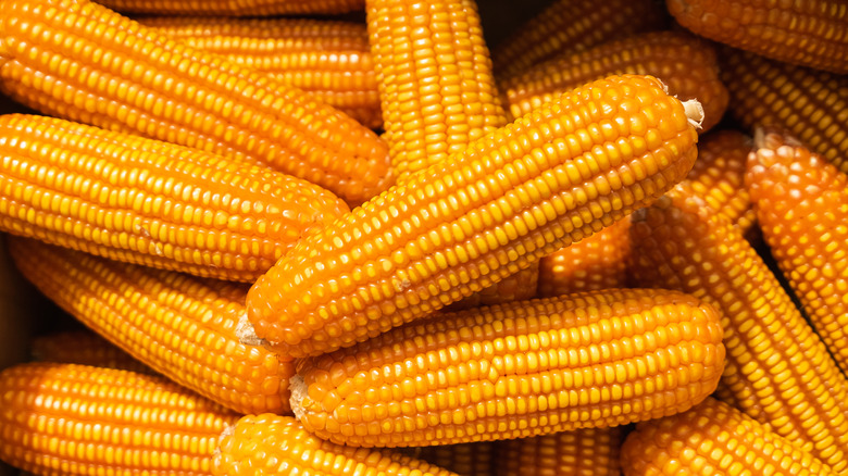 Ears of corn 