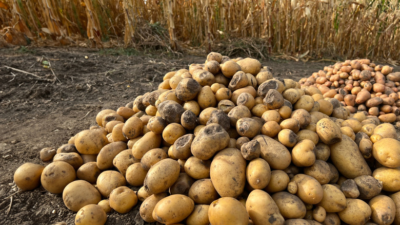 Piles of poor-quality potatoes in field