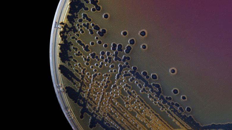 salmonella