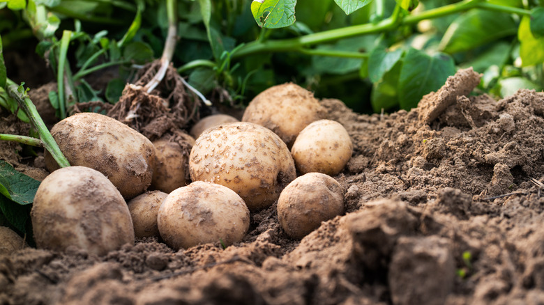 potatoes on top of soil