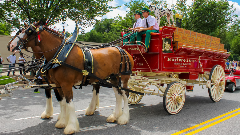 Budweiser Clydesdales in a parade