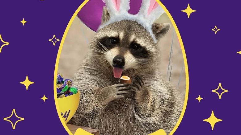 Raccoon eating Cadbury Creme Egg