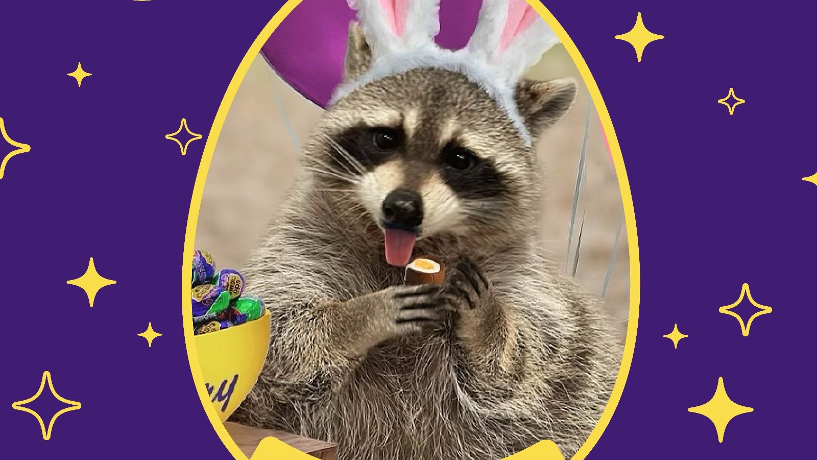 The Cadbury Bunny Tryouts 2024 Winner Is An Adorable Raccoon Rescue