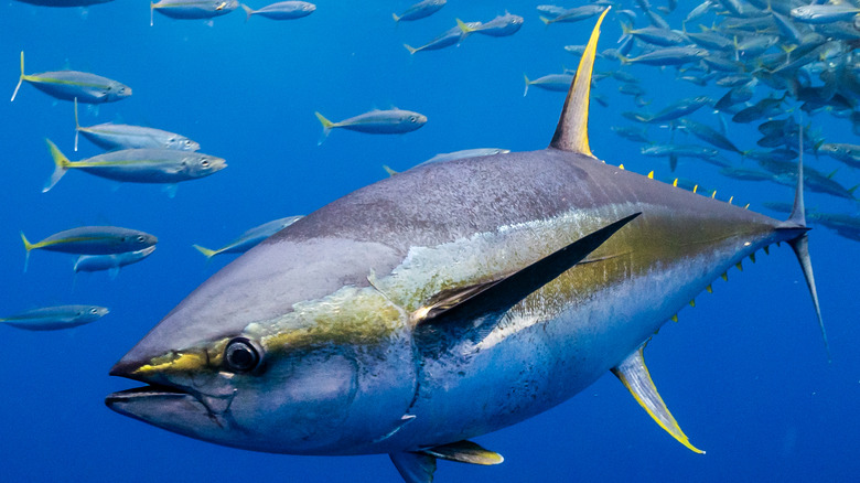 tuna fish swimming