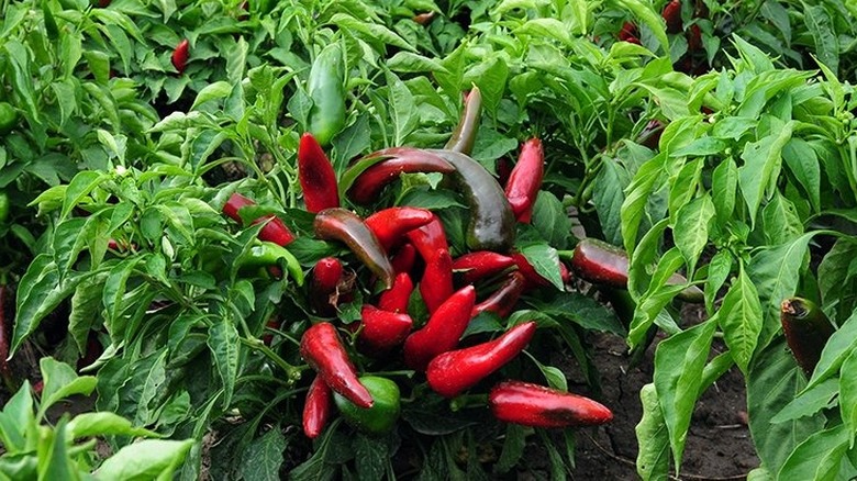 Pueblo chile peppers