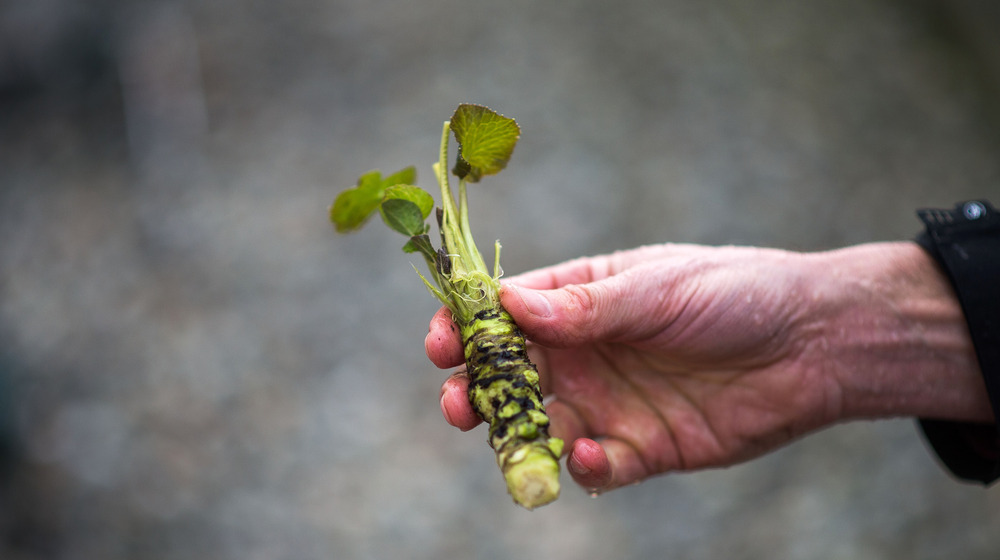 A hand holding a wasabi plant