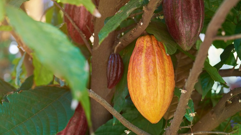 Cacao pods hanging from a tree.