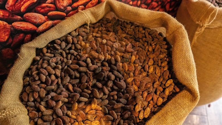 A burlap sack filled with fair-trade cocoa beans.