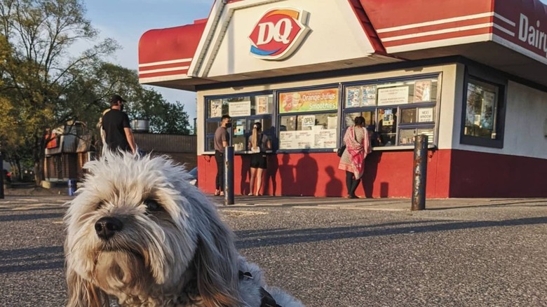 is dairy queen ok for dogs