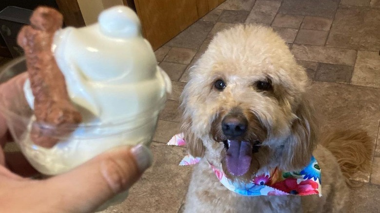 is dairy queen ok for dogs