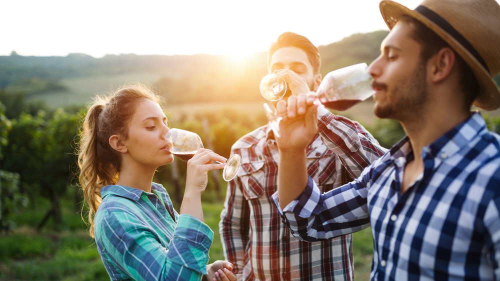 People at a vineyard drinking wine