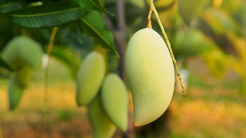 Mango on tree