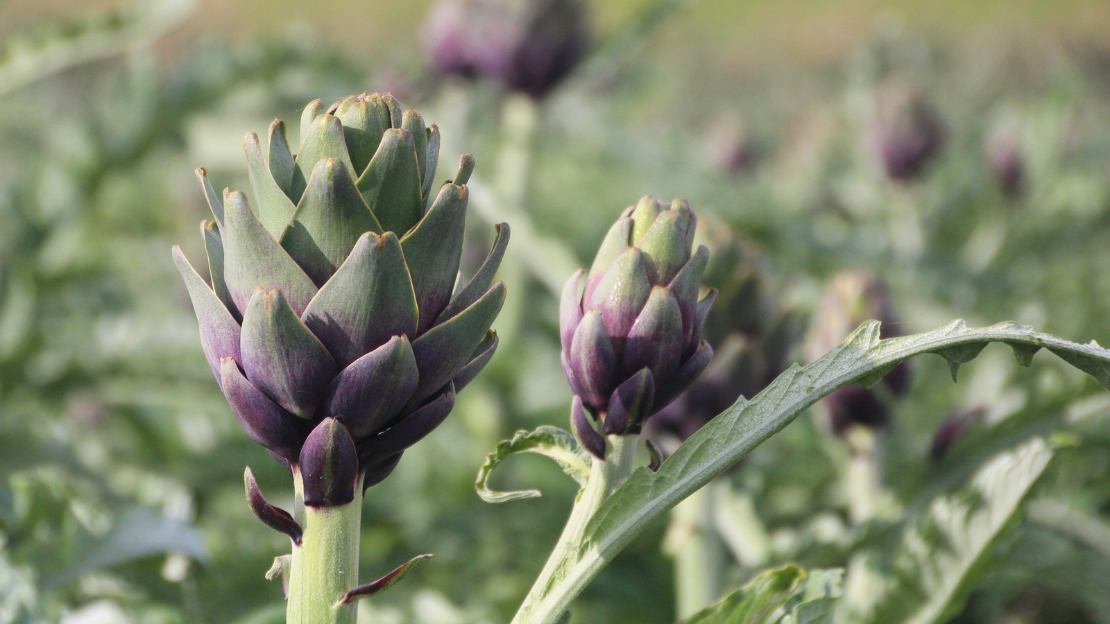 The Difference Between Artichokes And Cardoons
