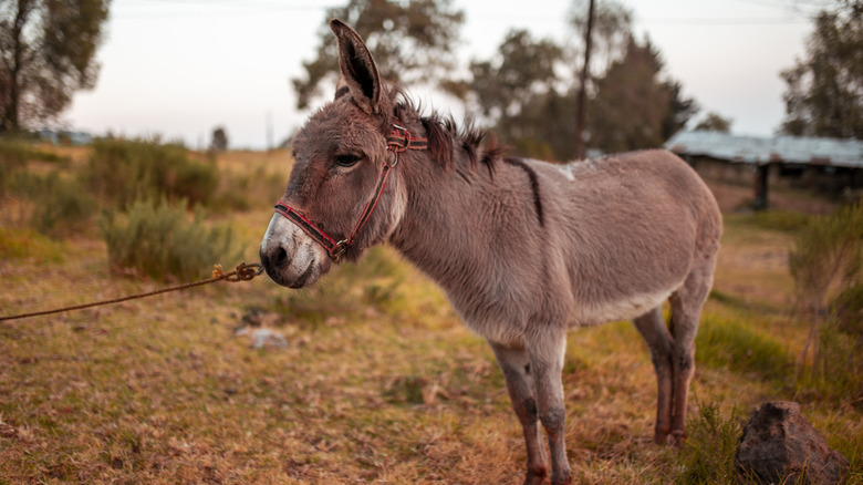 donkey in field