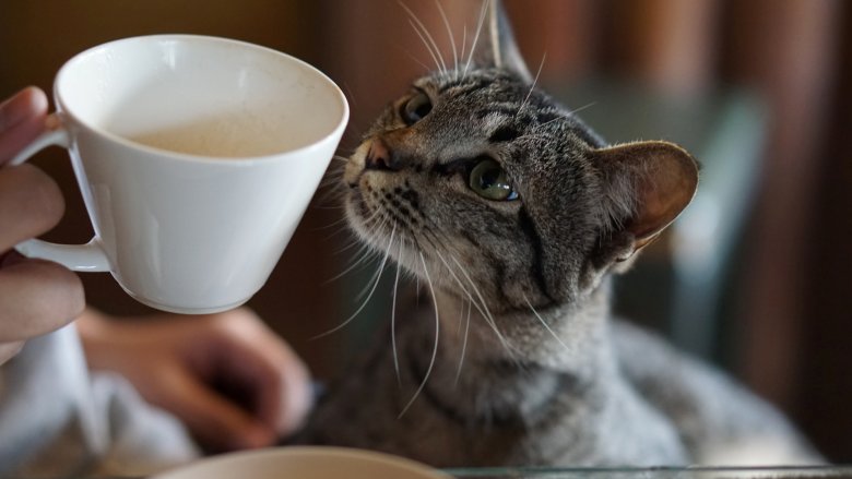 cate and coffee