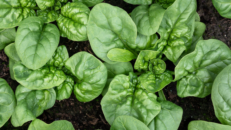 Spinach leaves