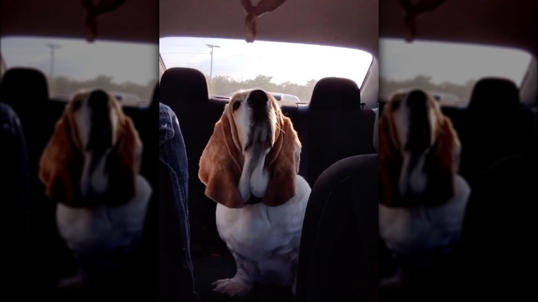 dog looking at chicken nugget