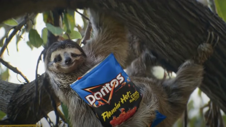 Sloth with Cool Ranch Doritos