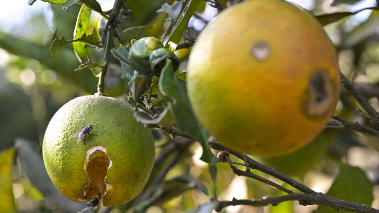 oranges with citrus greening disease