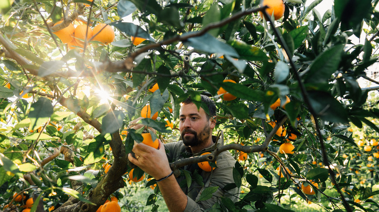 man picking oranges from tree