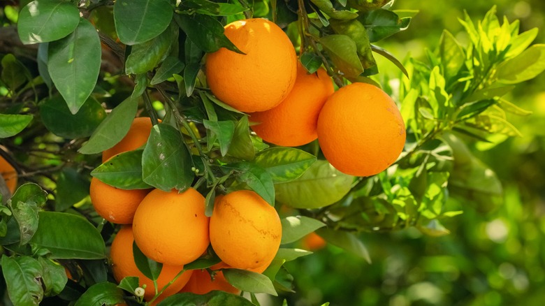 oranges hanging from tree