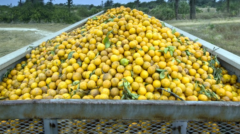bin filled with oranges