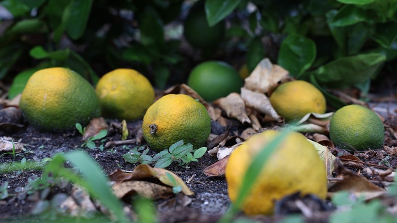 oranges fallen during Hurricane Ian