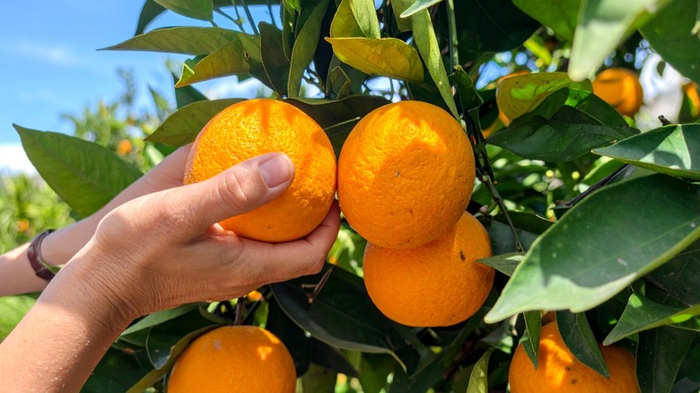 hand holding oranges hanging from tree
