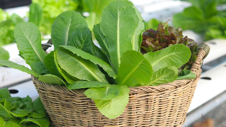 A basket of lettuce leaves