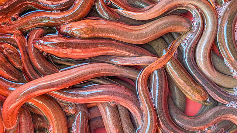 A pile of eels