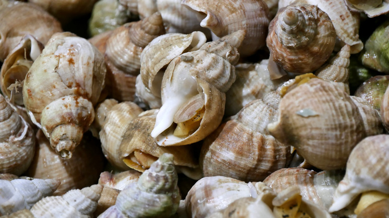 A pile of whelks in their shells