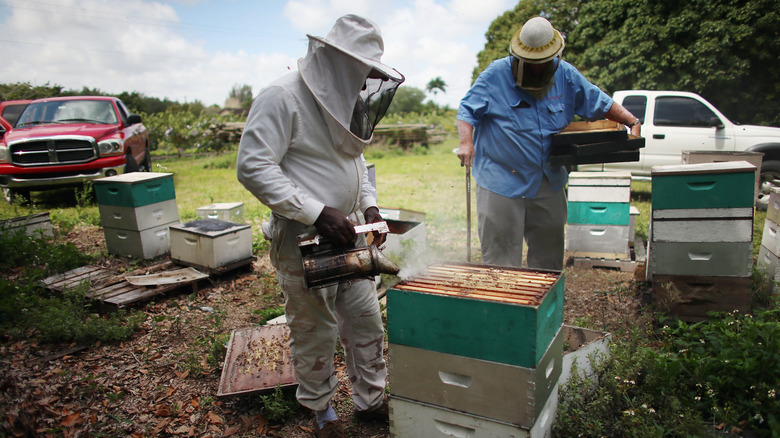 Beekeepers in Florida attending to bee boxes.