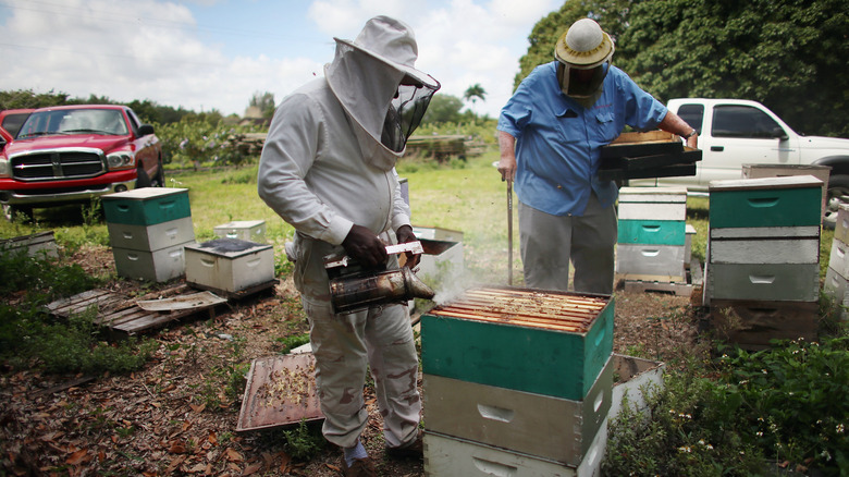 The Fight To Save Tupelo Honey