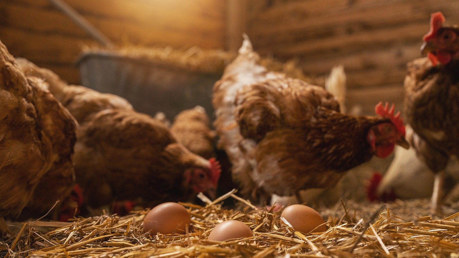 the-fortuitous-origin-story-of-the-chicken-industry