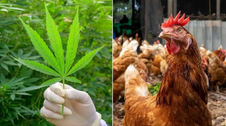 A cannabis leaf and chickens 