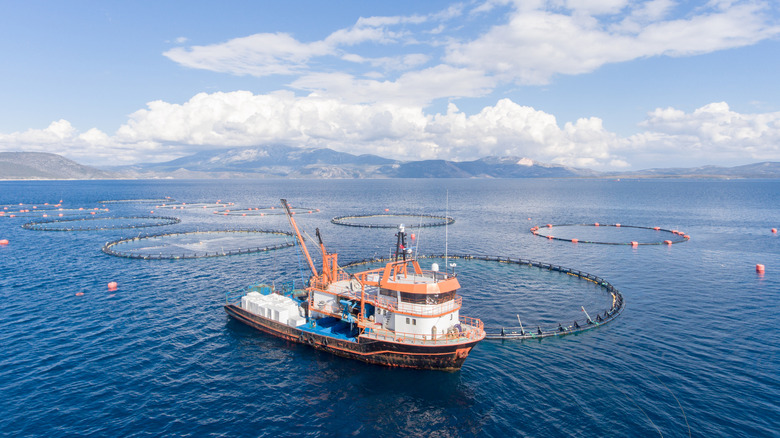 Fishing boat at fish farm