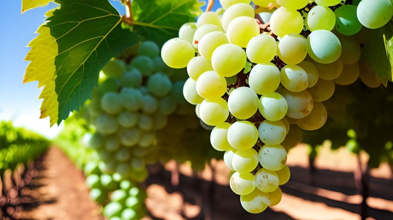 wine grapes on the vine