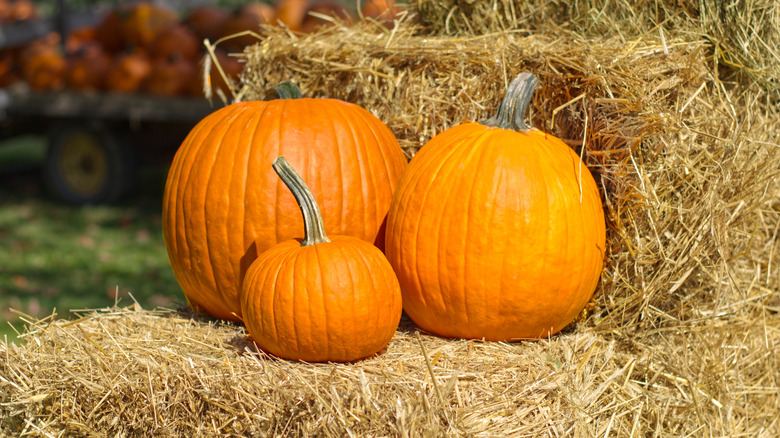 Pumpkins on hay bale