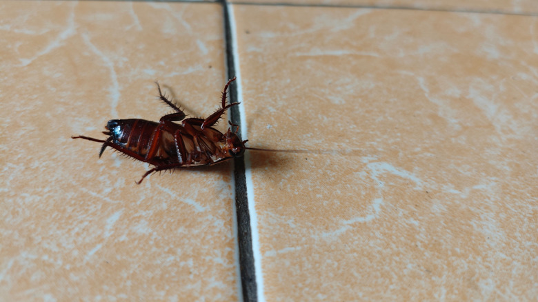 cockroach on a floor