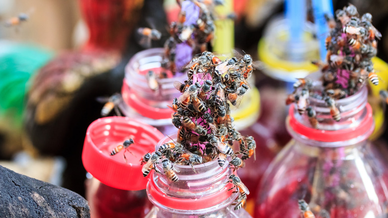 open juice bottles with bees on them