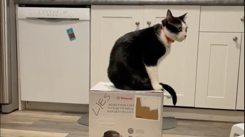 Max manning the fake Vitamix box