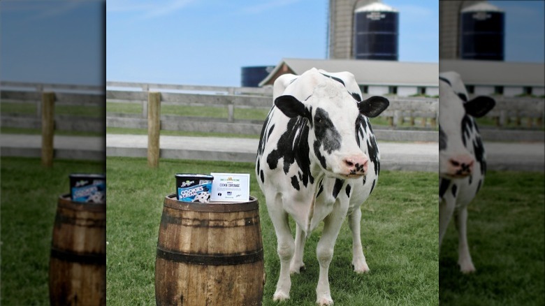 Cookie the cow with Breyers Cookies & Cream ice cream and "Cookie Coverage" certificate