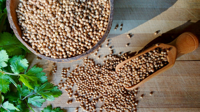 Coriander seeds and leaves