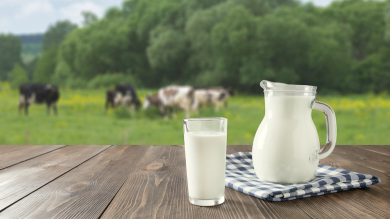 fresh milk bottles on dairy farm with cows