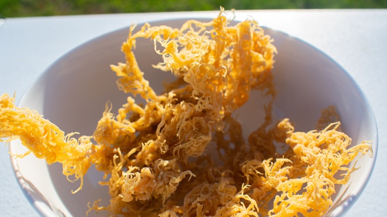 Irish moss seaweed in bowl