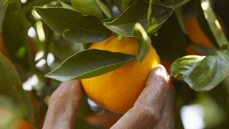 Orange on a tree