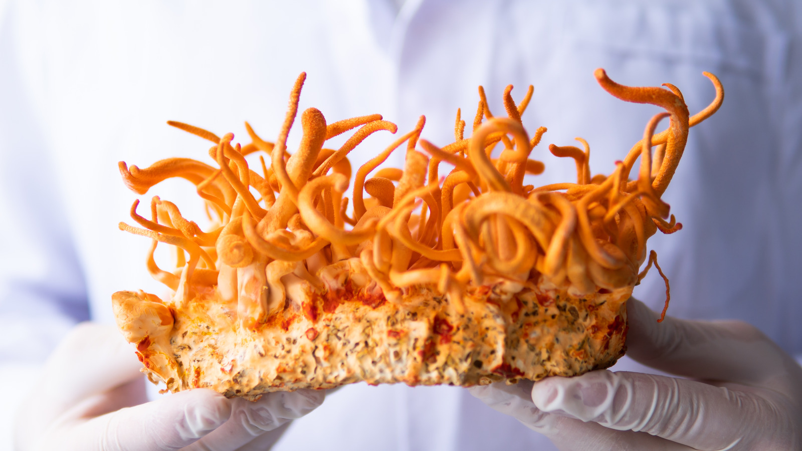 The Last Of Us Cordyceps Fungus Is Real, Edible, And An Aphrodisiac