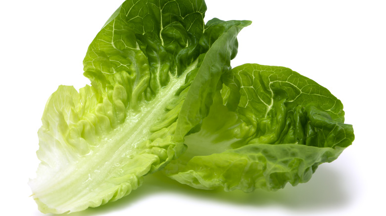 leaves of romaine lettuce