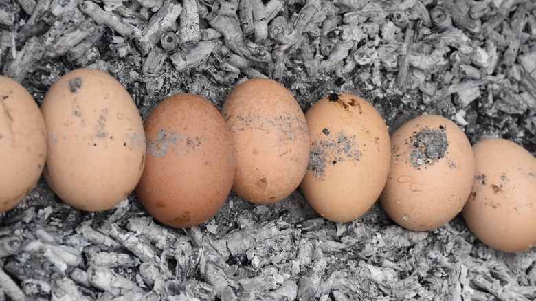 eggs roasted in ash