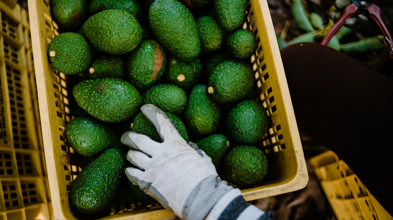 Hass avocados in crate